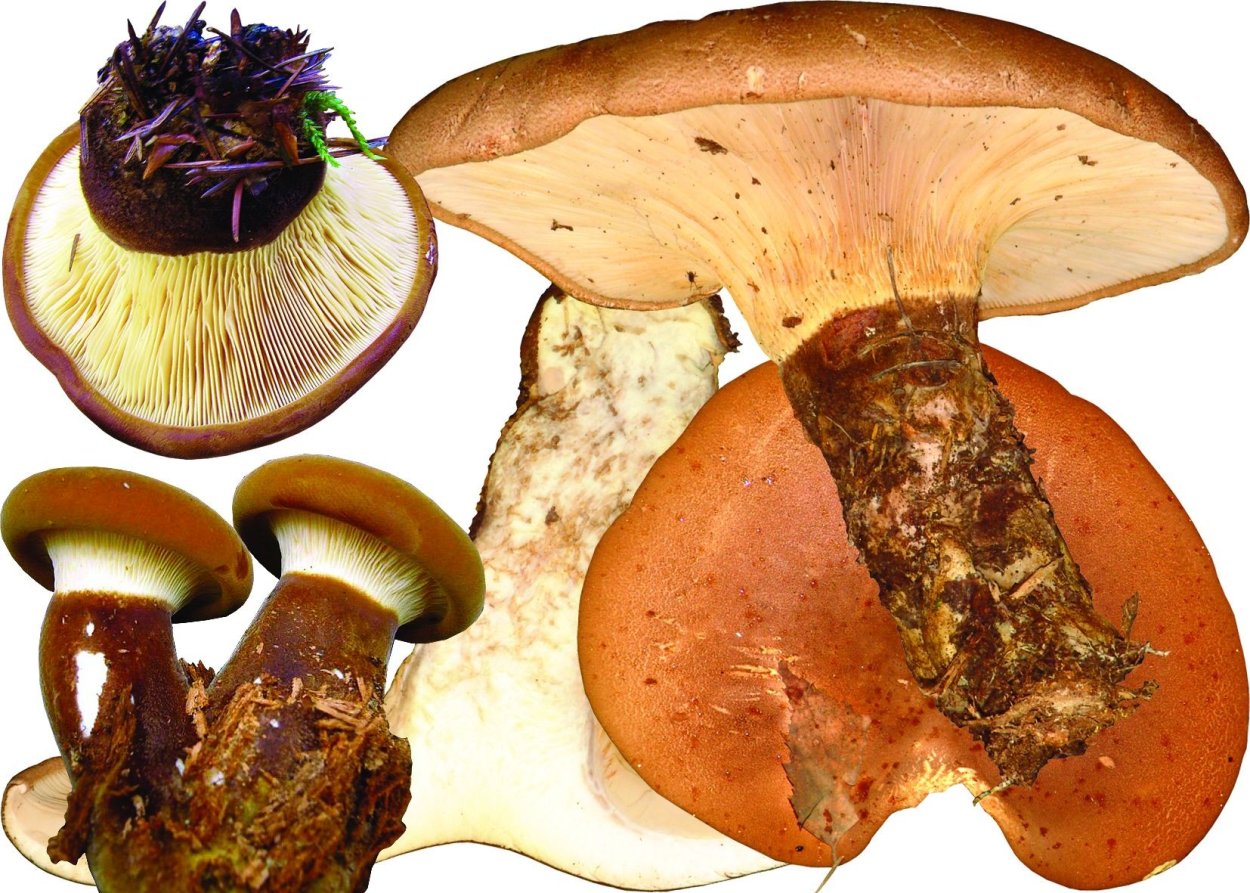 Свинушка тапинелла ядовитая