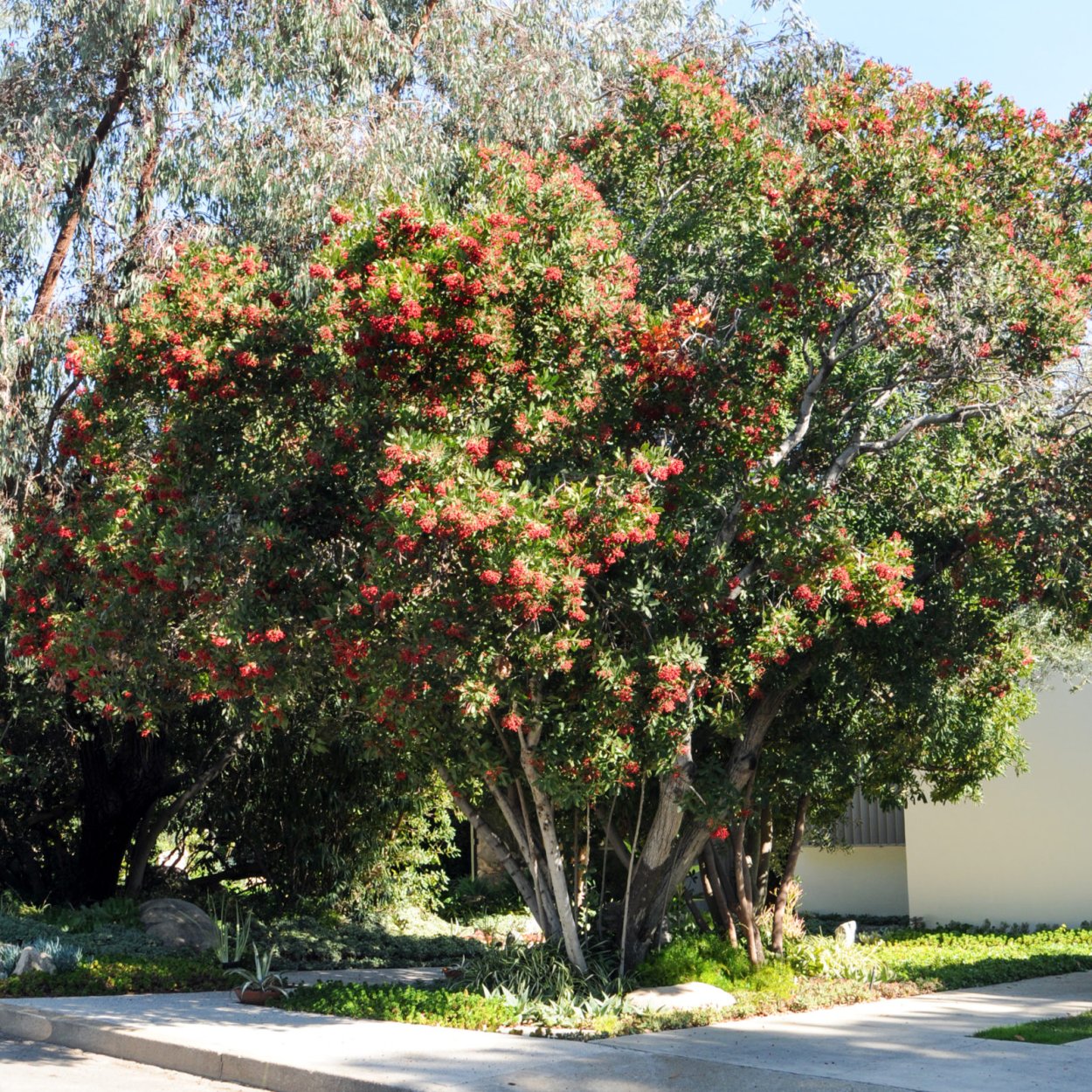 Heteromeles arbutifolia