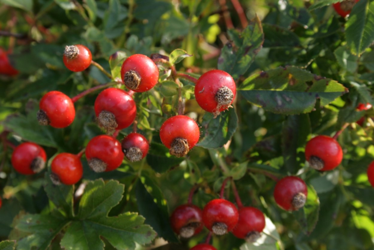 Heteromeles arbutifolia Fruit half