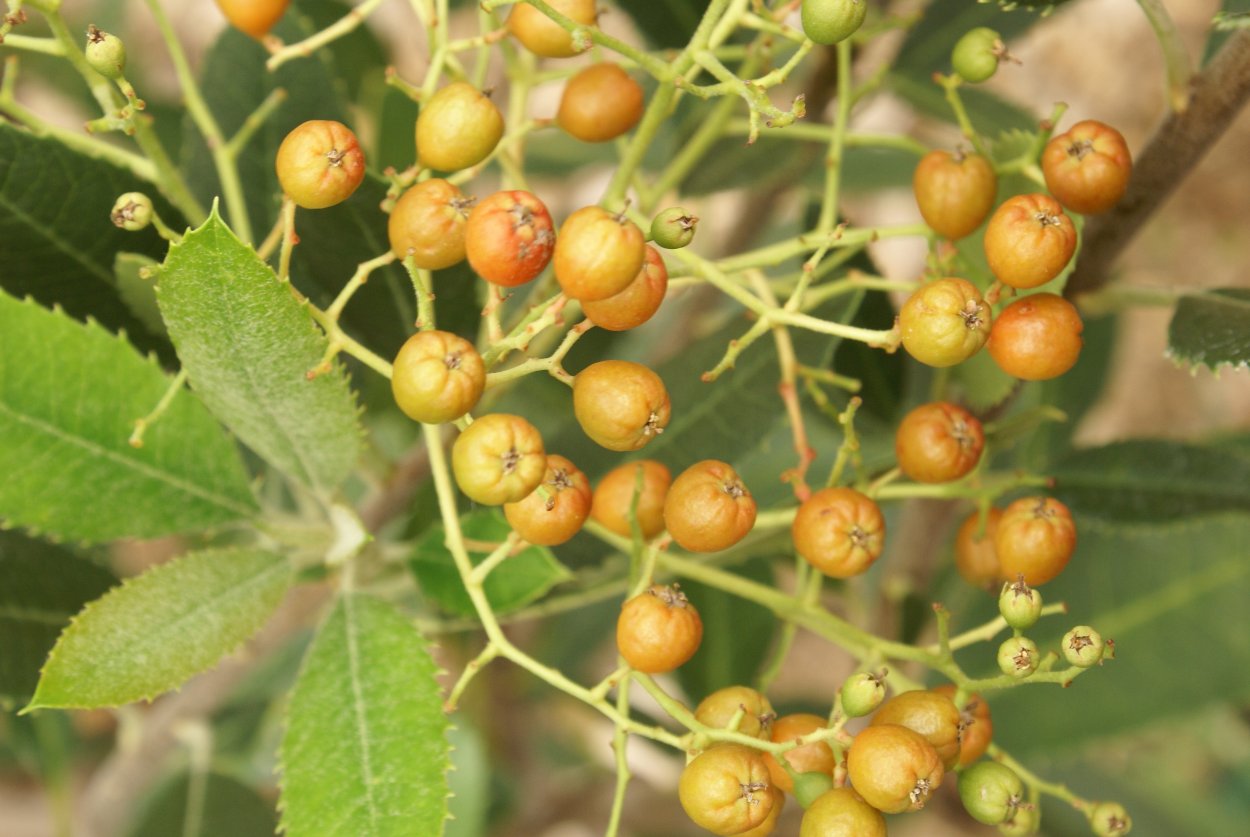 Гетеромелес древолистный
