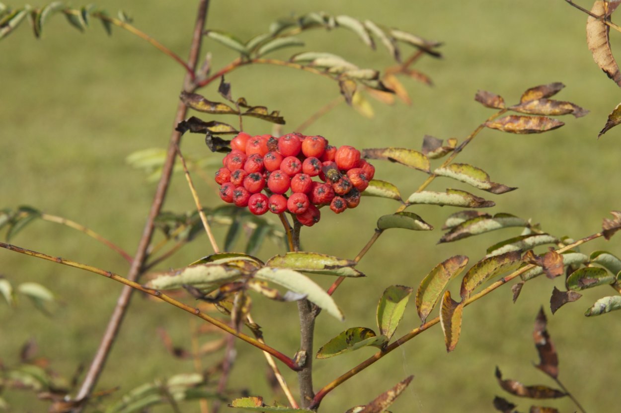 Heteromeles arbutifolia Fruit half
