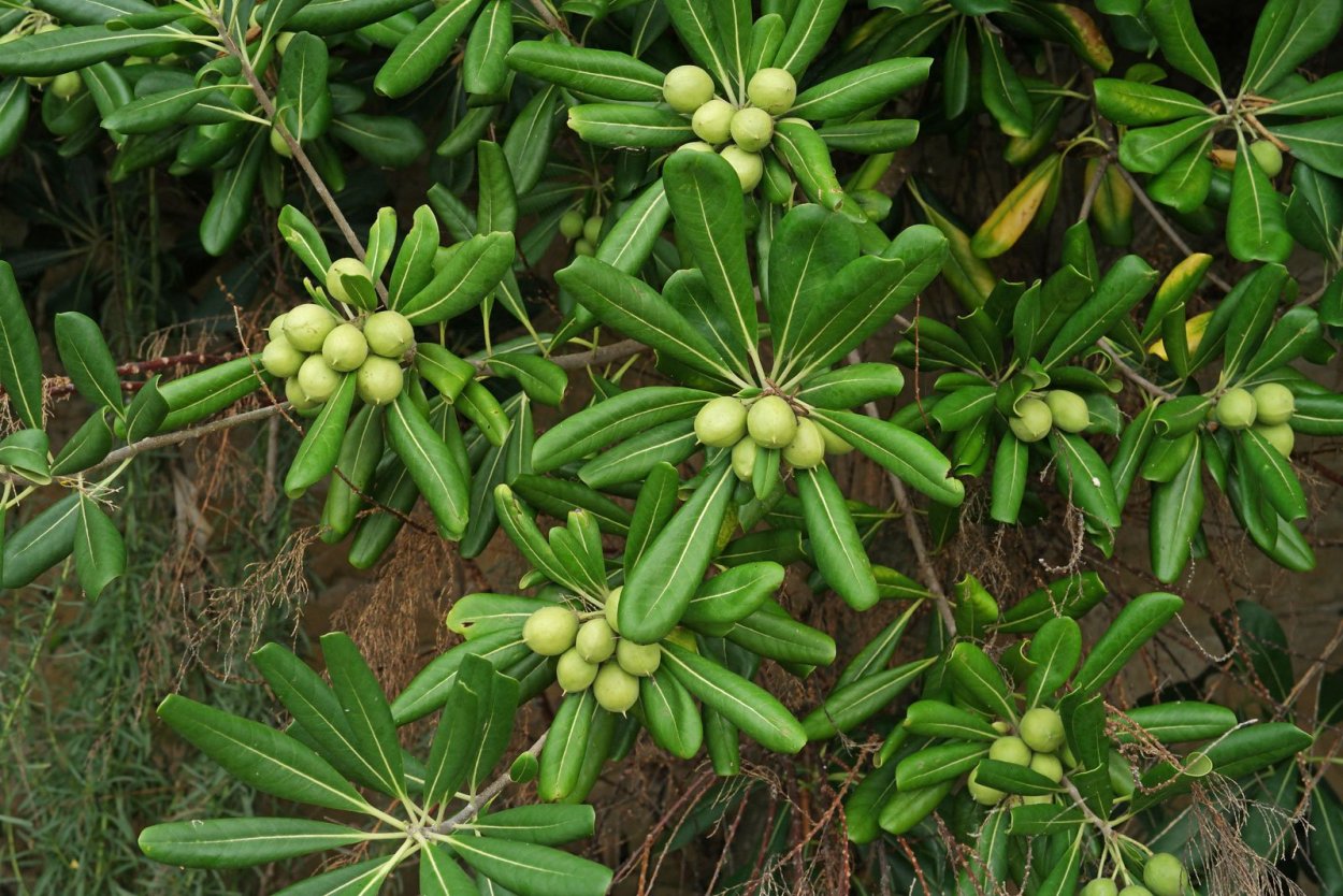 Рябина красная «Сорбус»