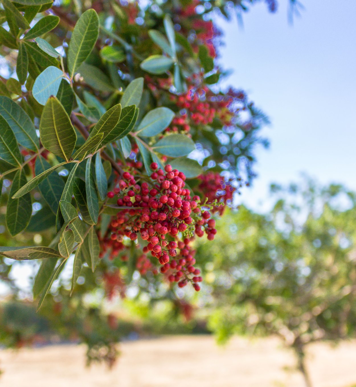 Toyon Tree