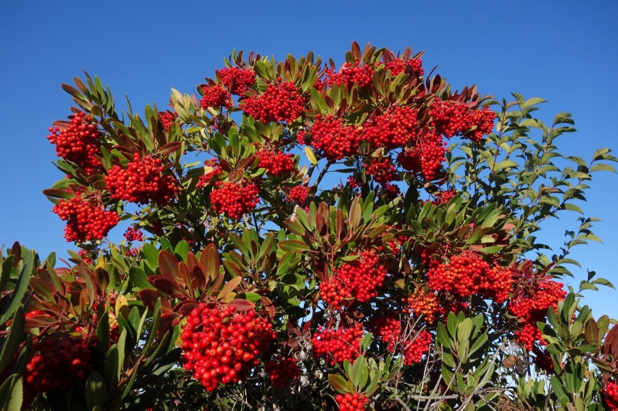 Красивые ветки растений