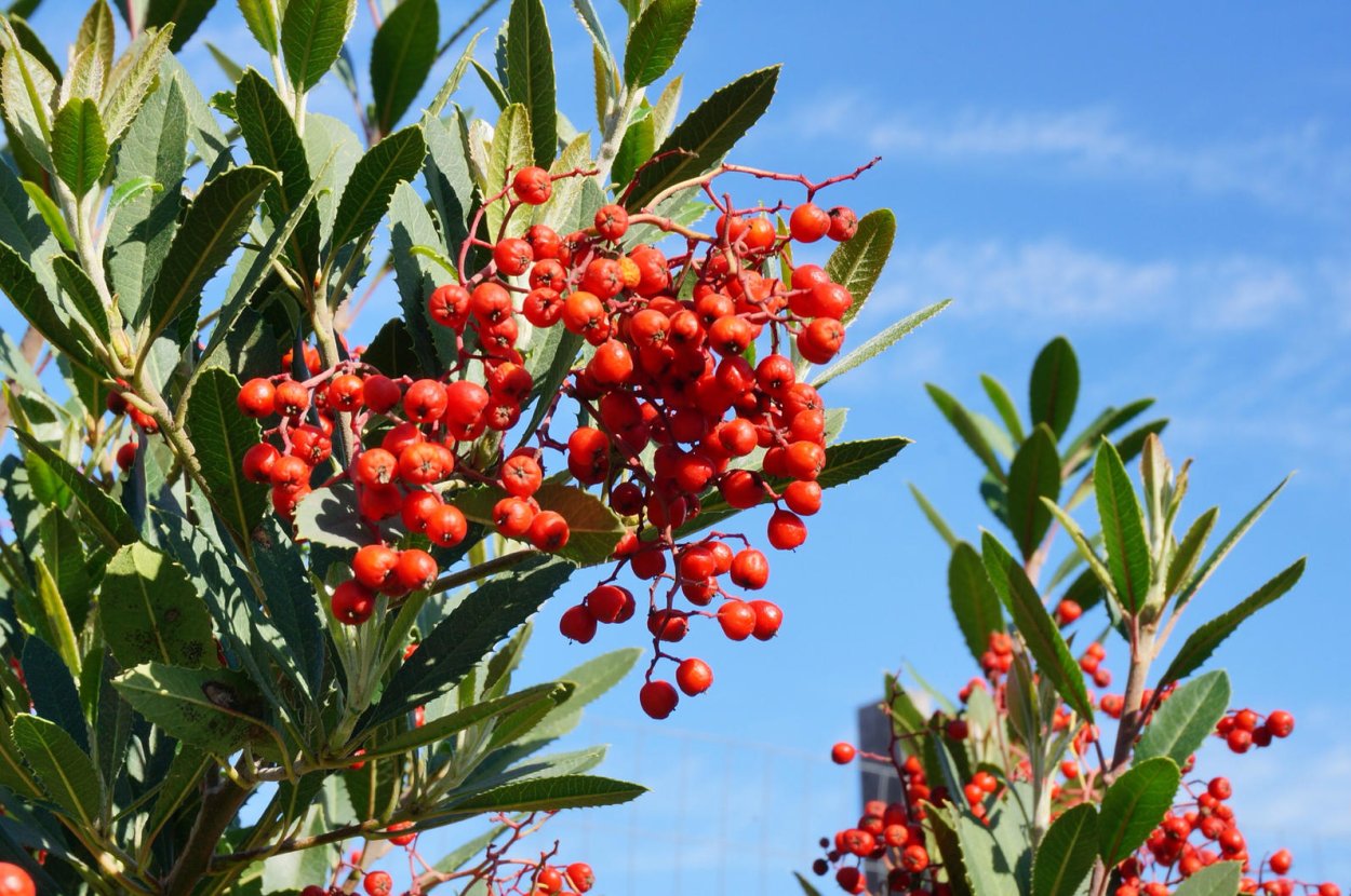 - Гетеромелес древолистный (Heteromeles arbutifolia)