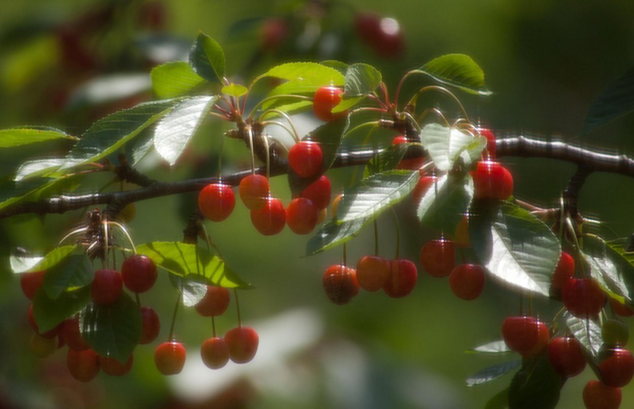 Падуб и рябина