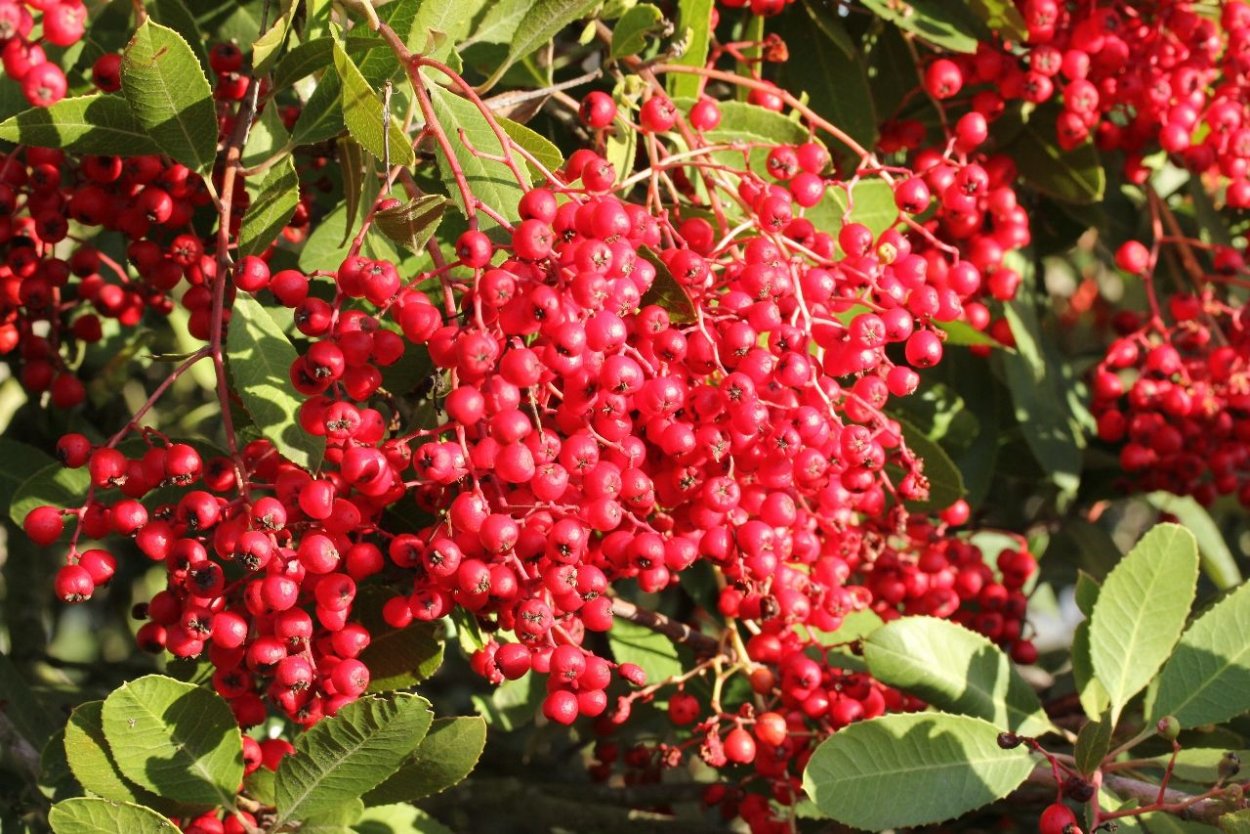 Гетеромелес древолистный