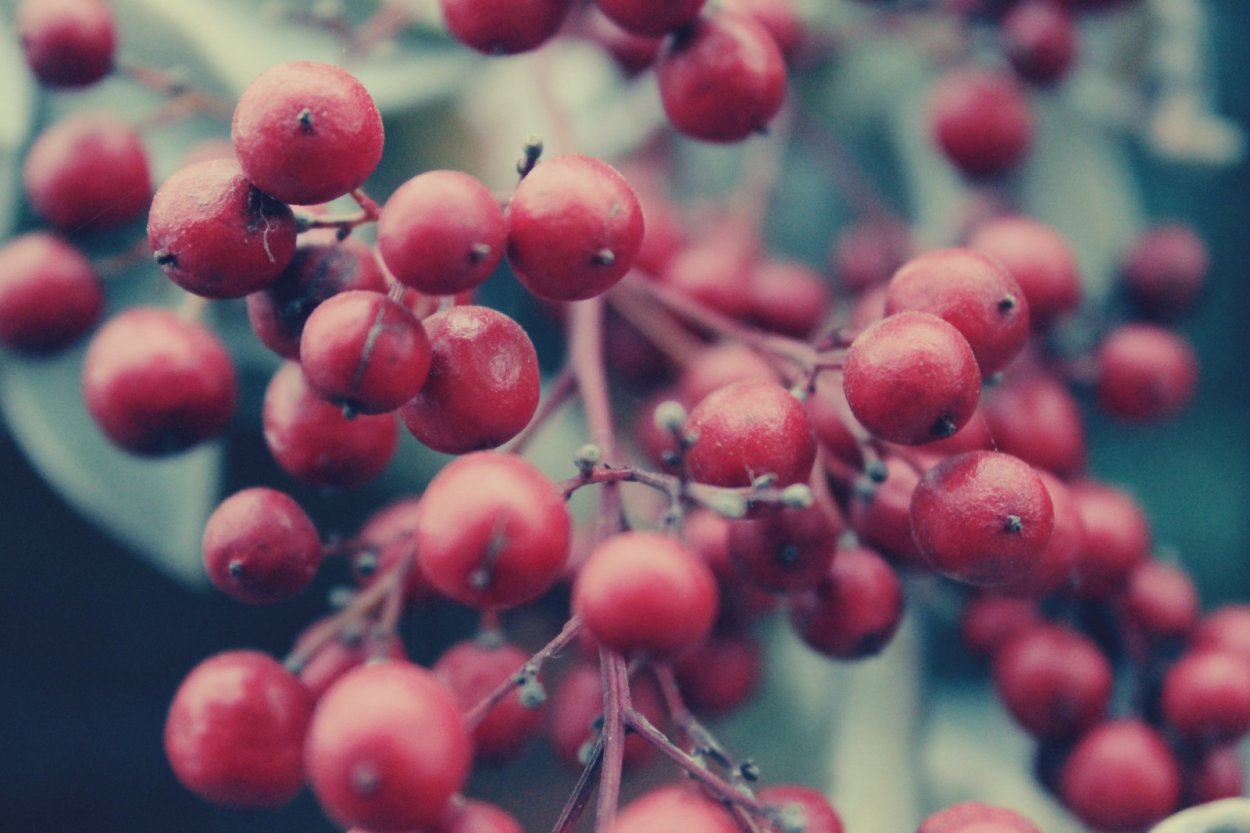 Бутонизация сирени