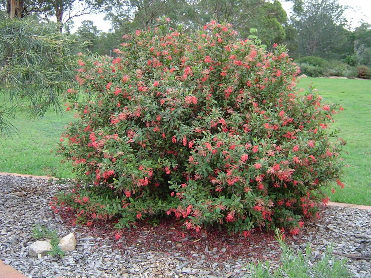 Куст с красными колючками