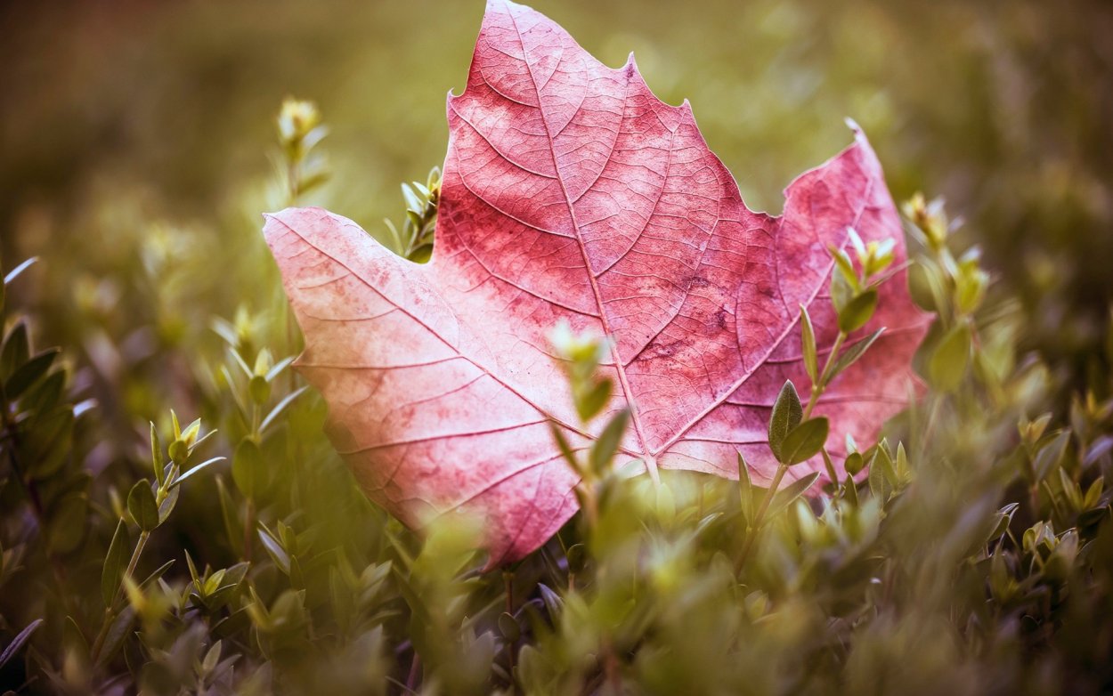 Клен с резными бордовыми листьями