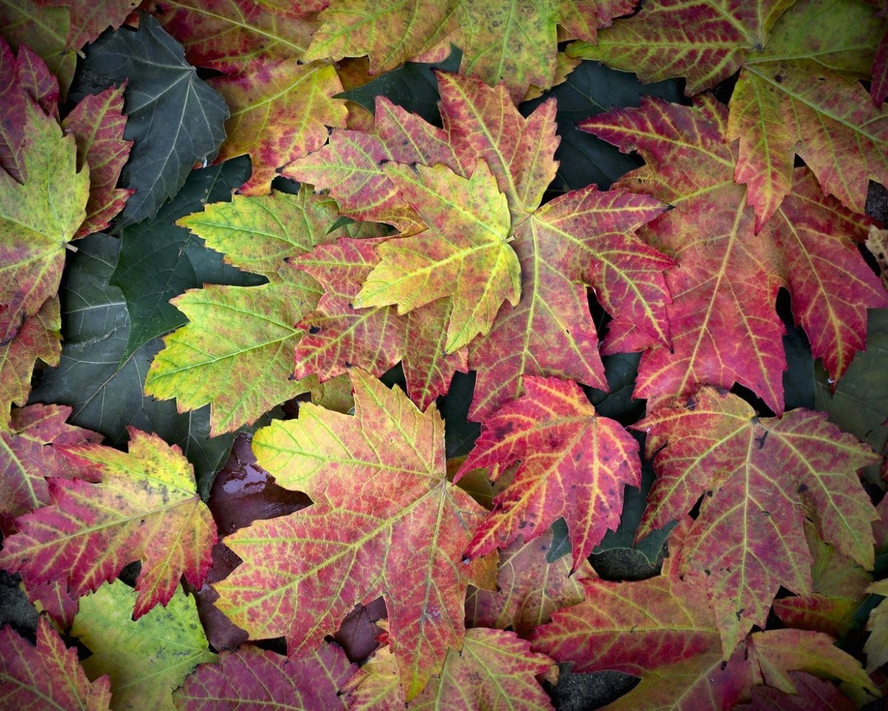 Клен с фиолетовыми листьями