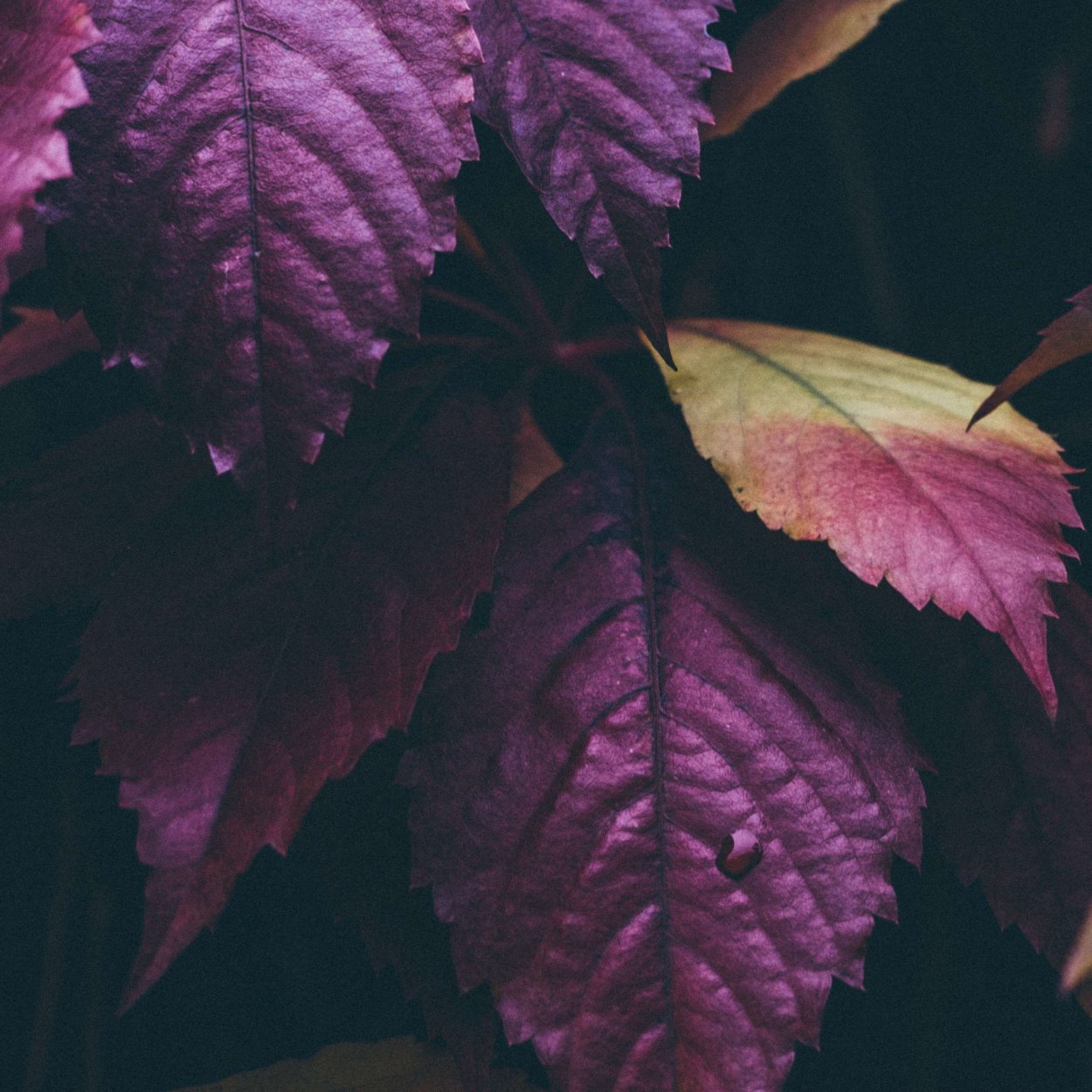 Красивые листья