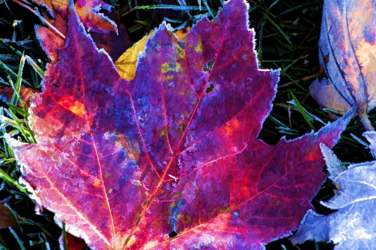 Фиолетовая осень