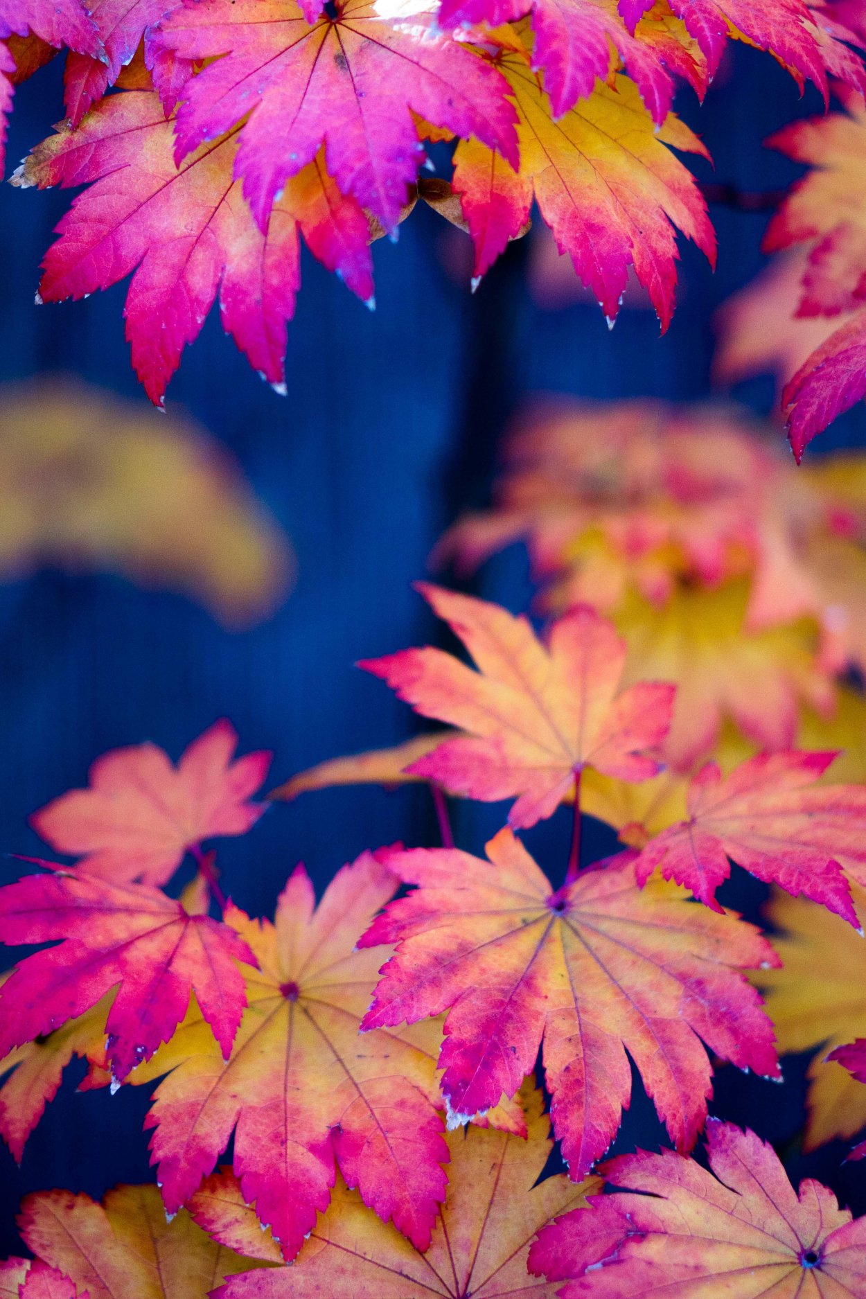 Листья на рабочий стол