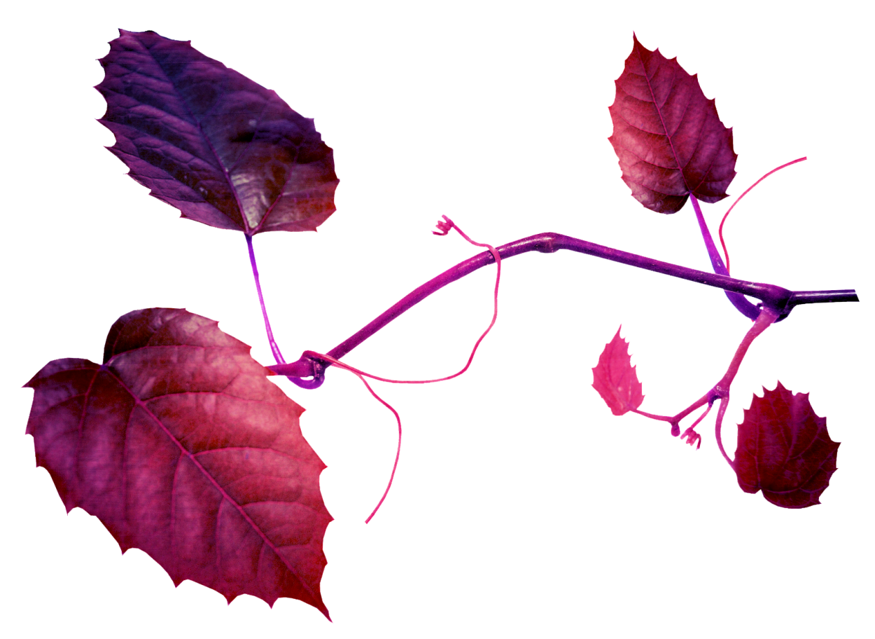 Плющ с фиолетовыми листьями