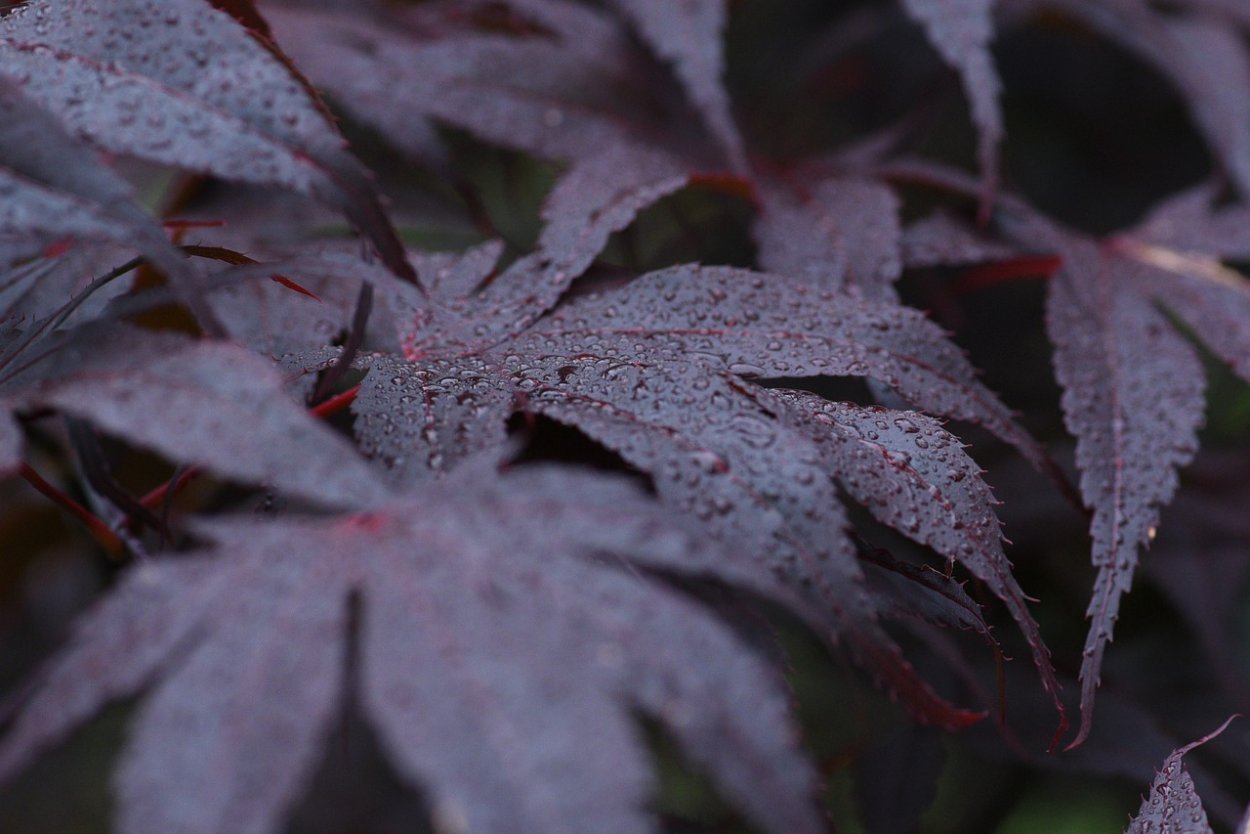 Кленовый лист на столе