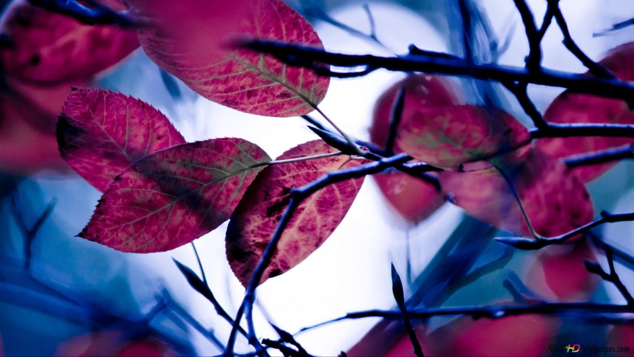 Фиолетовая осень