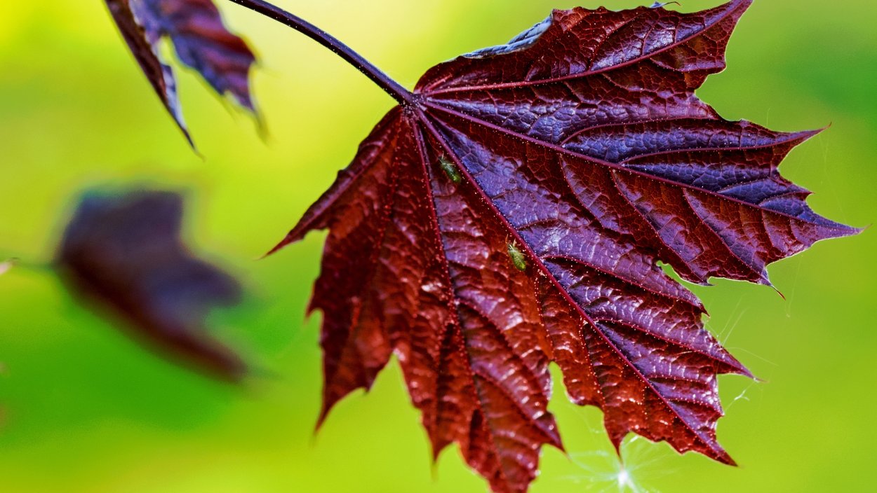 Фиолетовые листья осенью