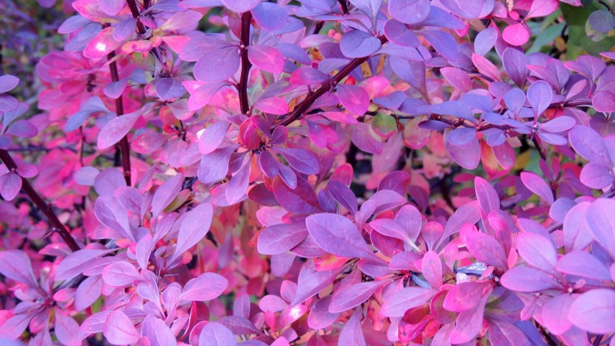 Дерево с фиолетовыми листьями