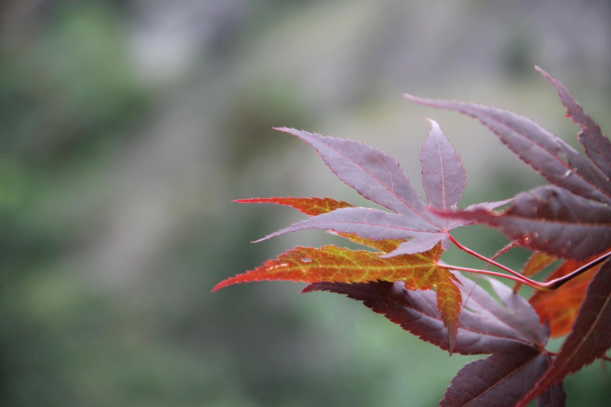 Сиреневый клен