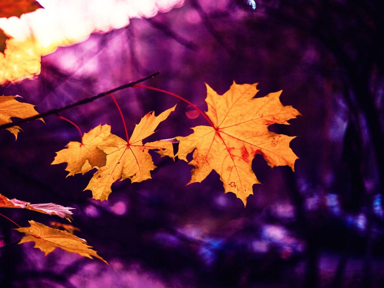 Розовый лист