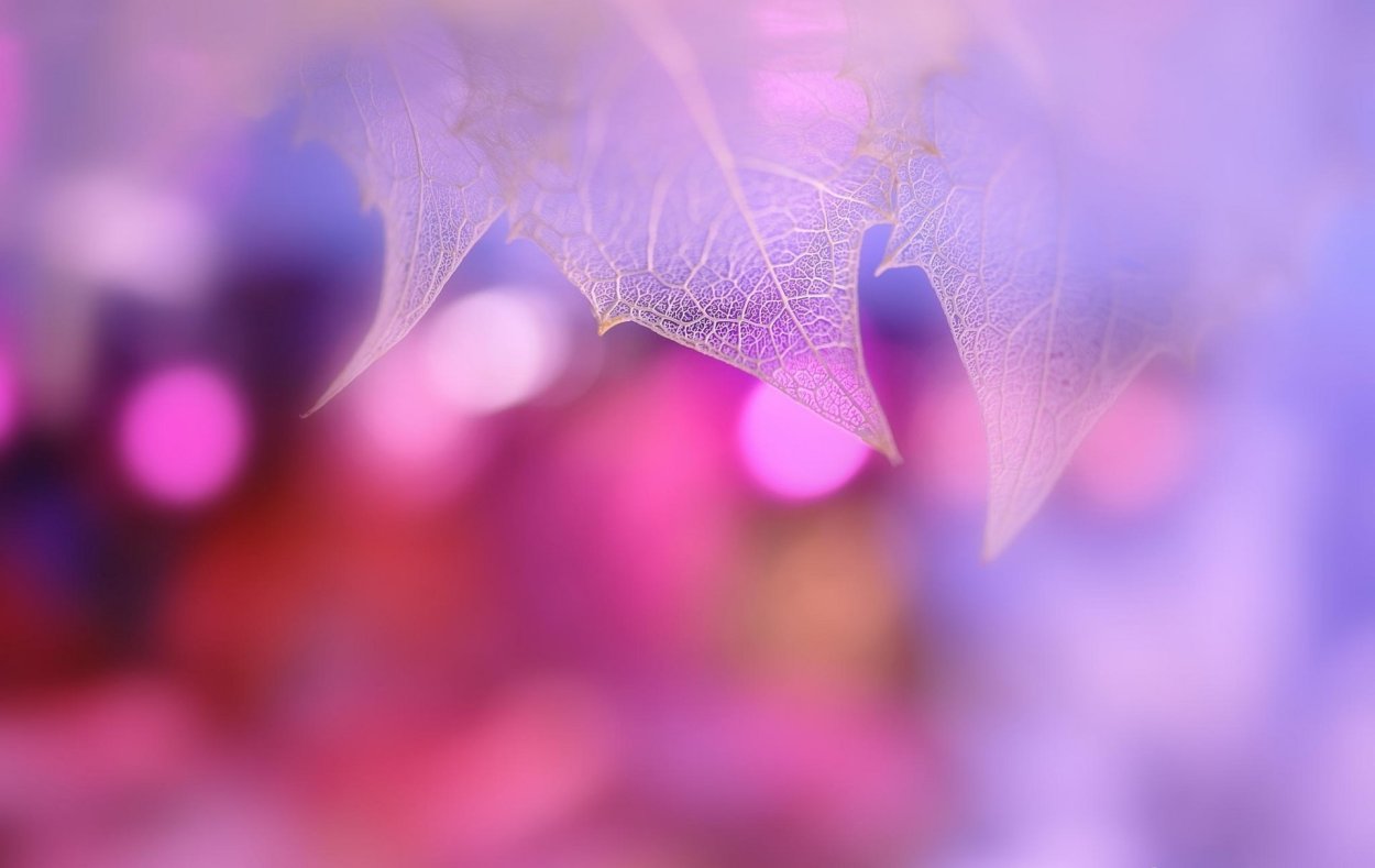 Фиолетовые листья осенью