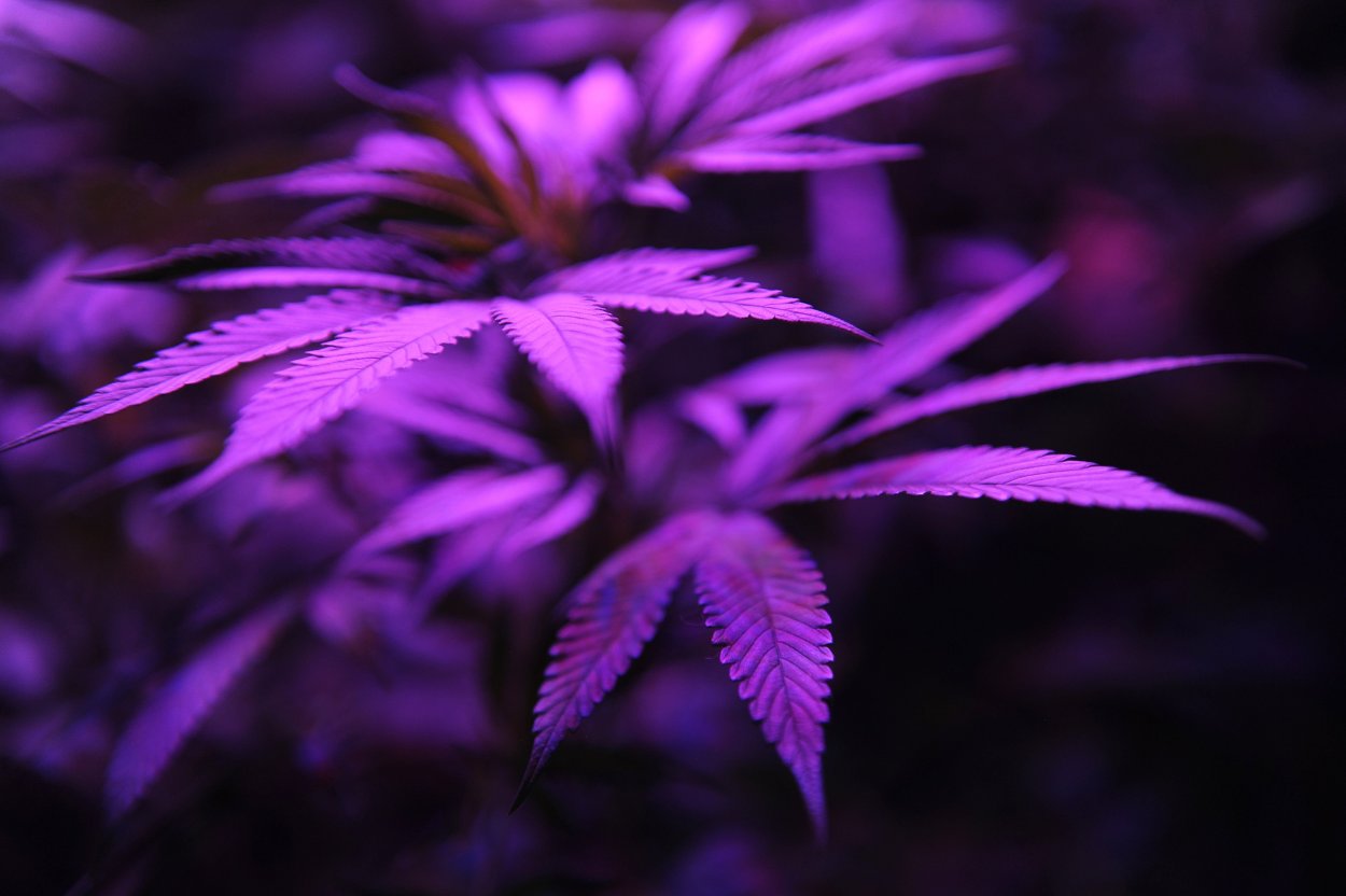 Фиолетовая осень