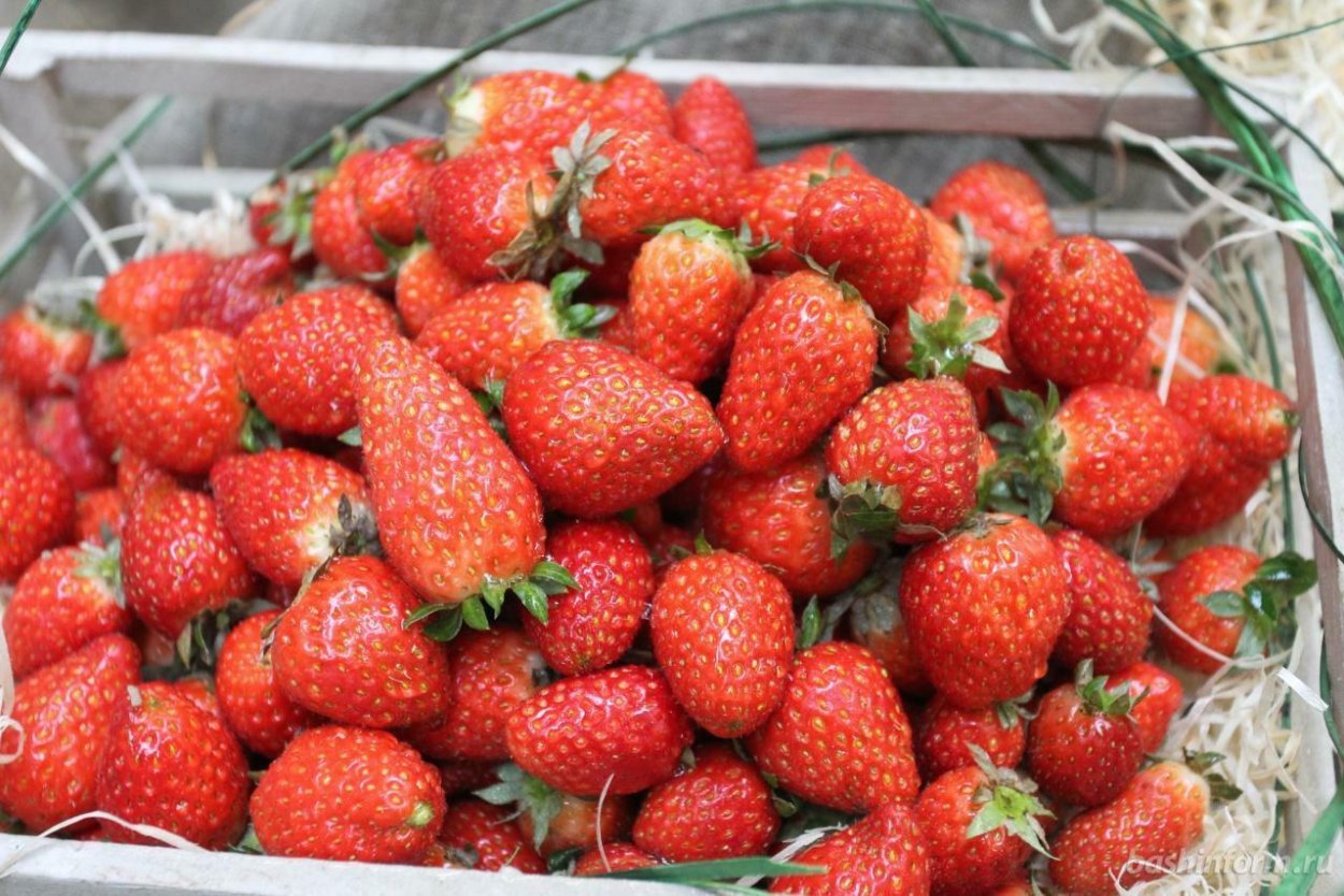 Лесная ягода клубника