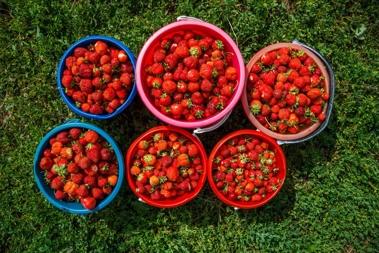 Земляника Лесная