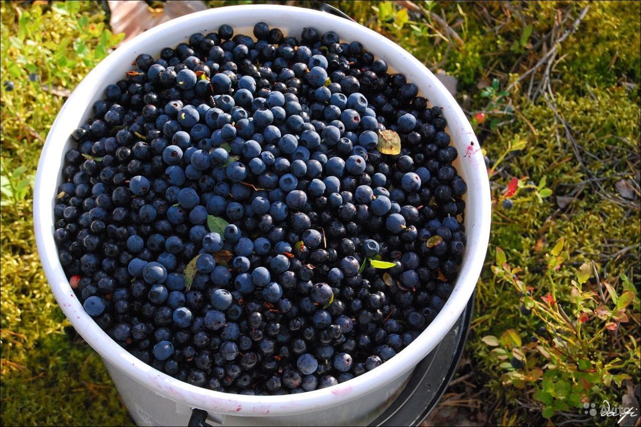 Малина в лесу