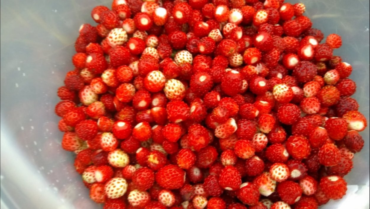 Земляника Шпанка