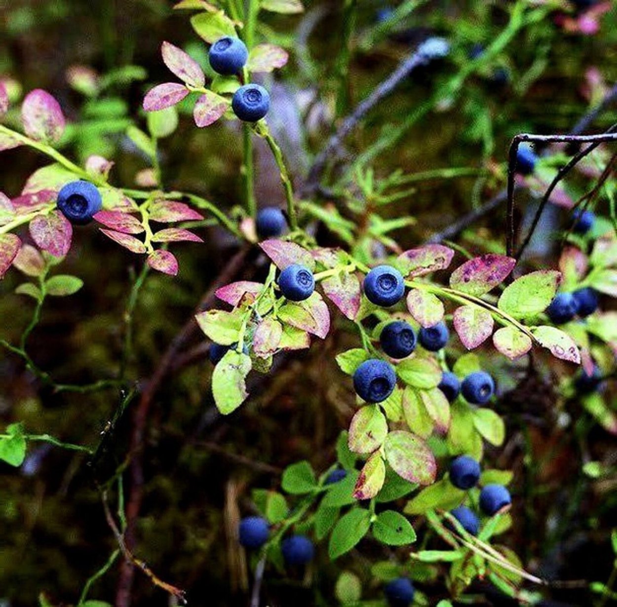 Клубника Лесная, Полуница