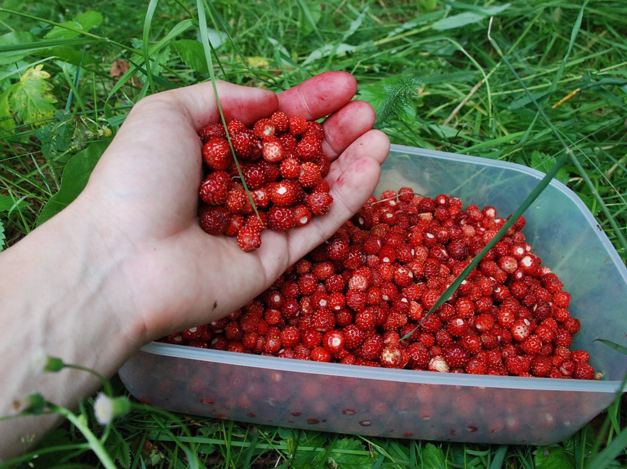 Ягодный микс(голубика, малина, ежевика)