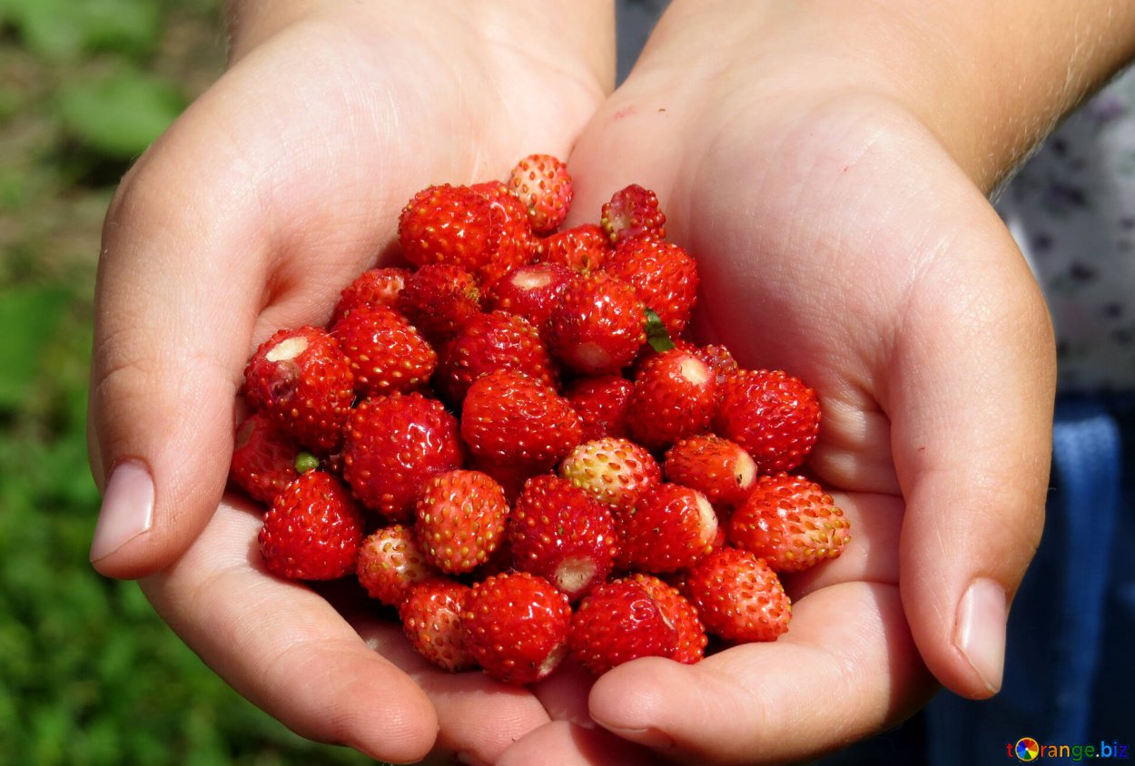 Малина в лукошке