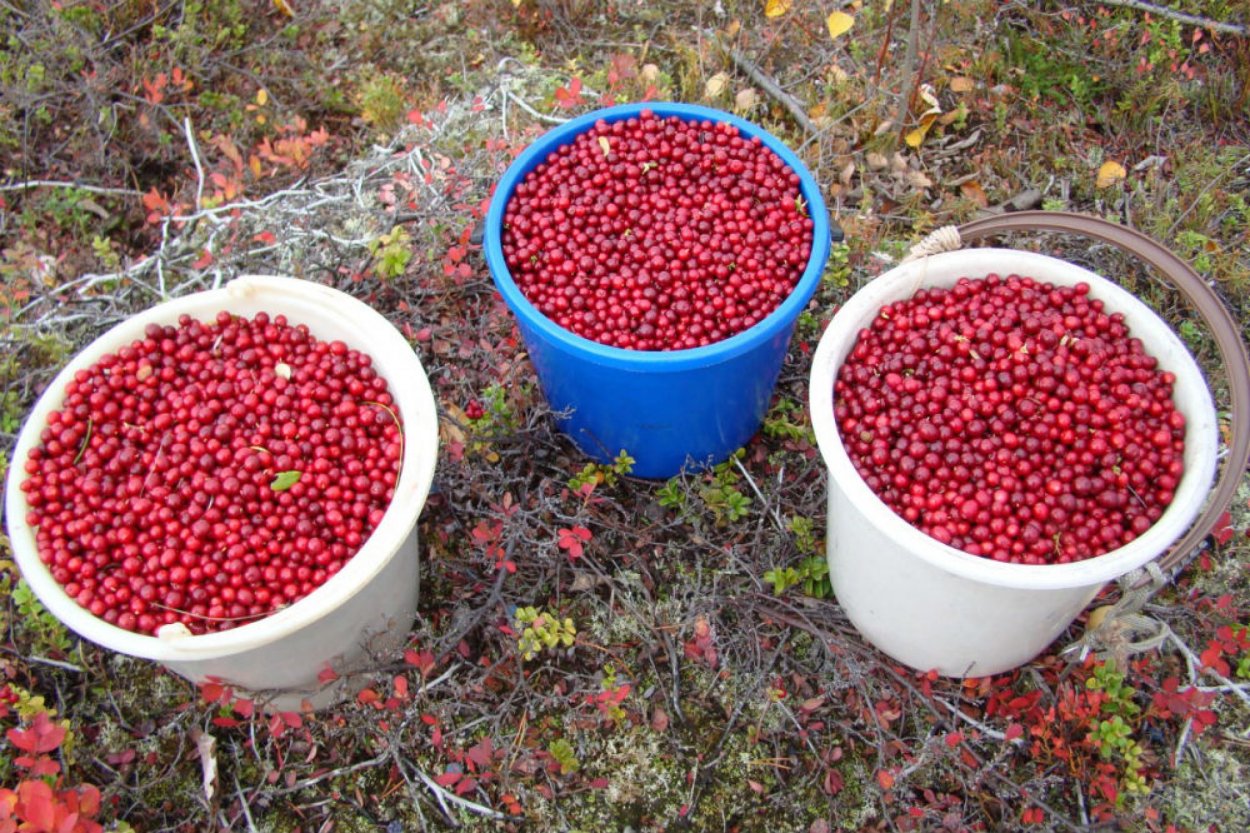 Земляника Полевая