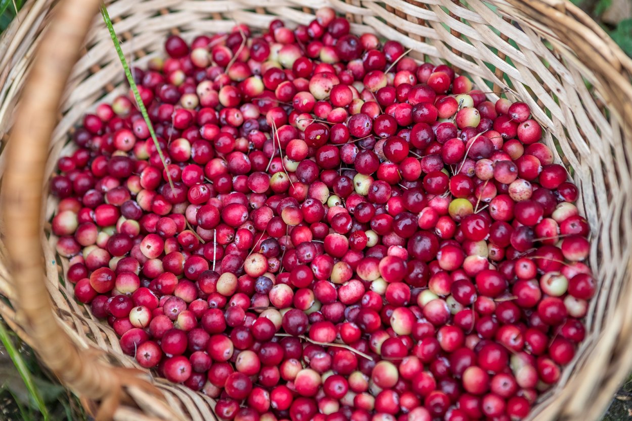 Зверобой ягоды