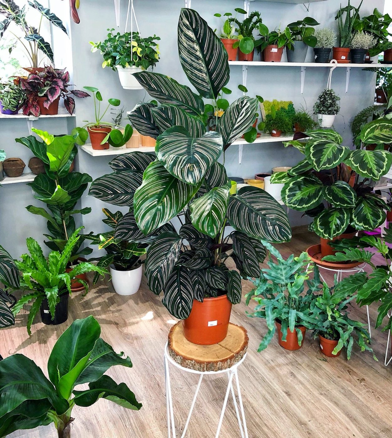 Калатея Флэймстар