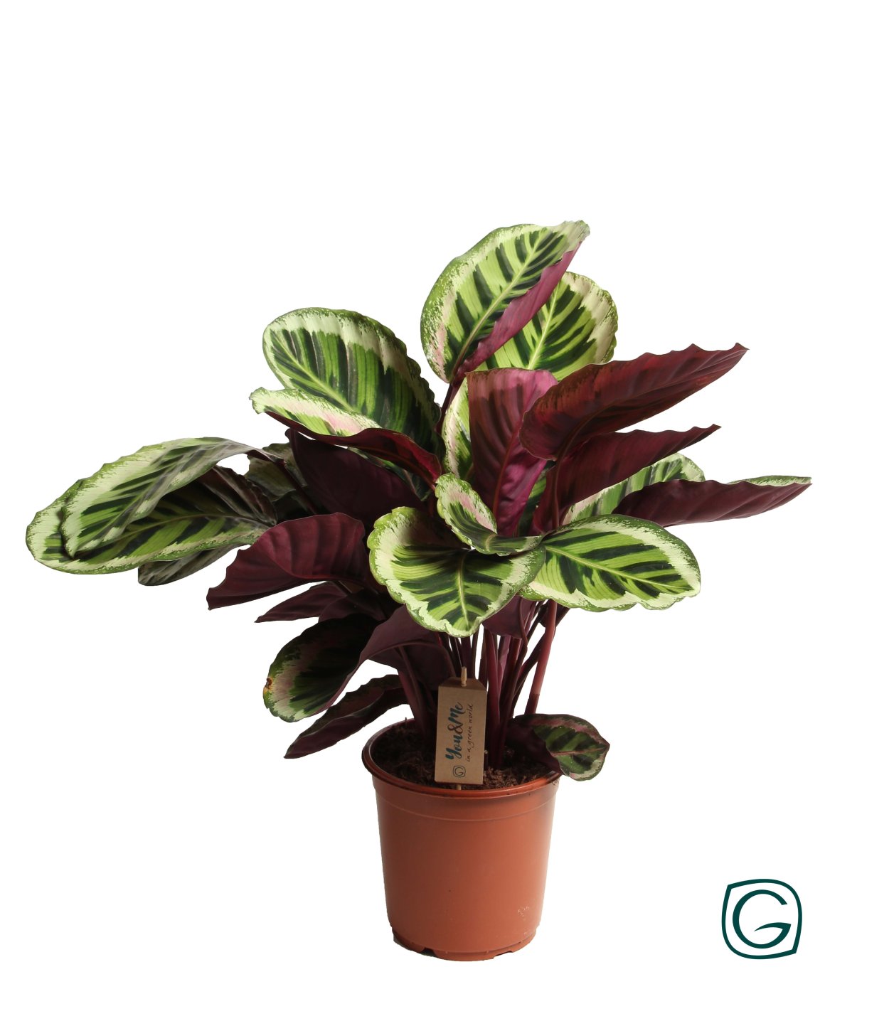 Калатея розеопикта ангела