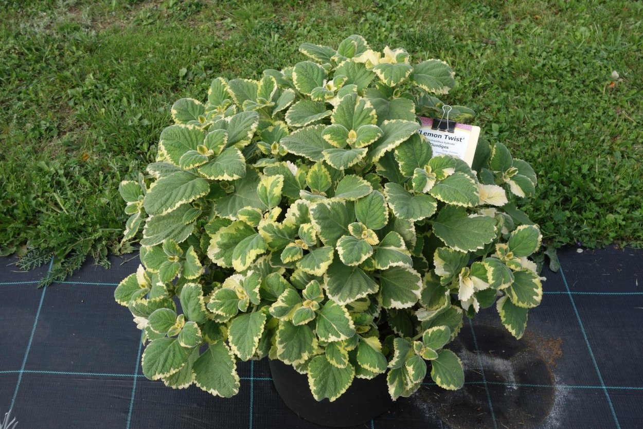 Плектрантус Шоколадница