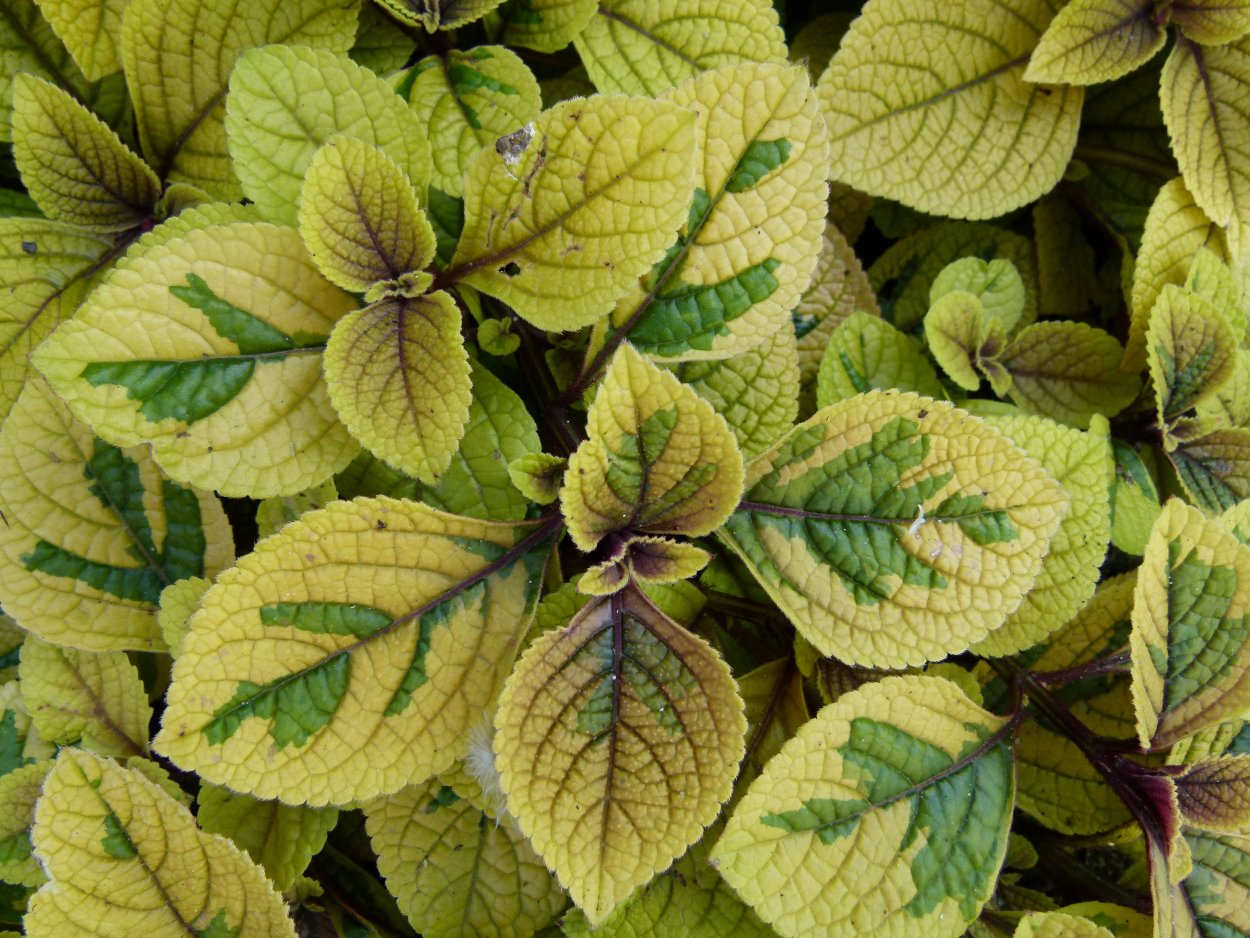 Плектрантус Эртендаля (мята)