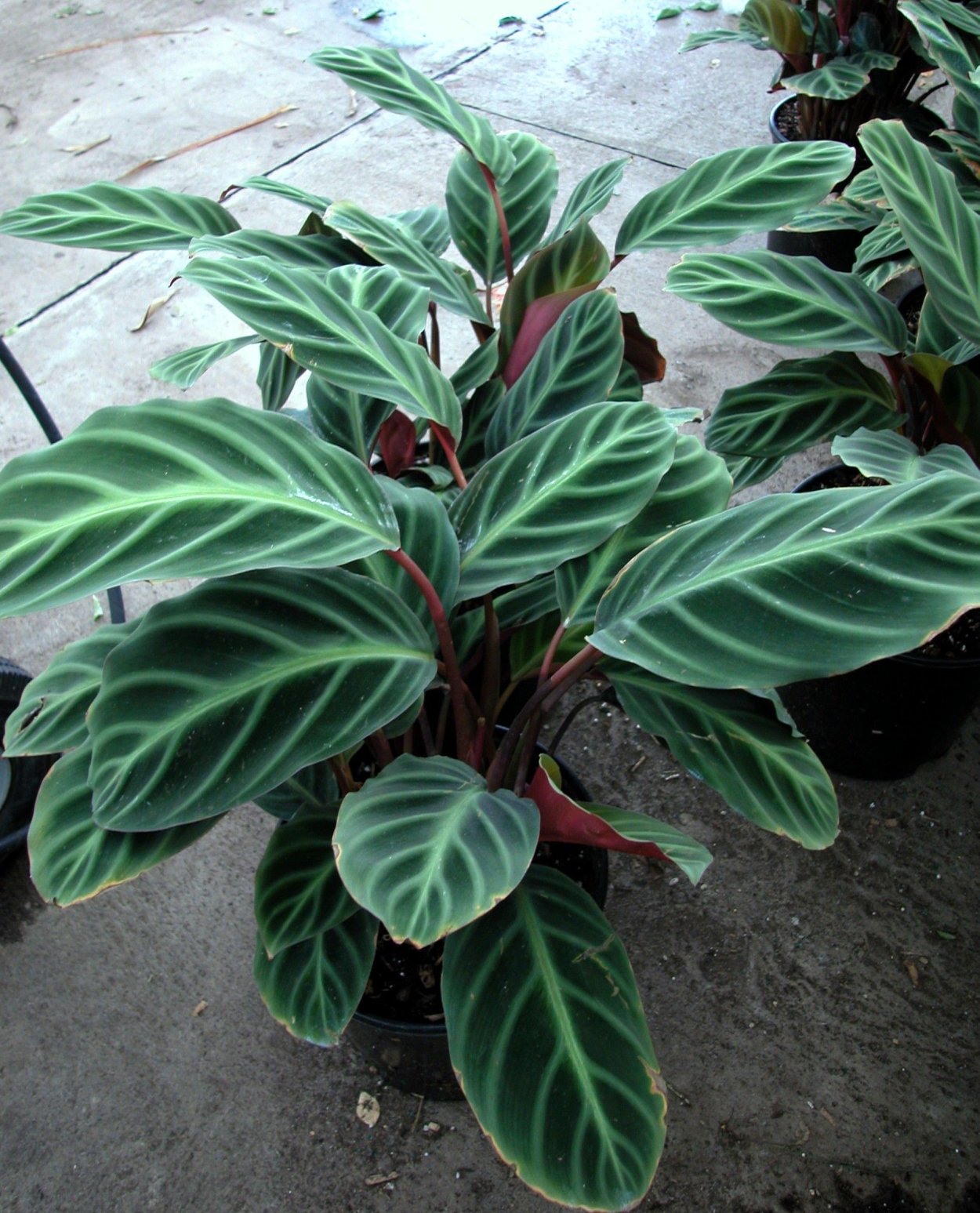 Калатея Строманта