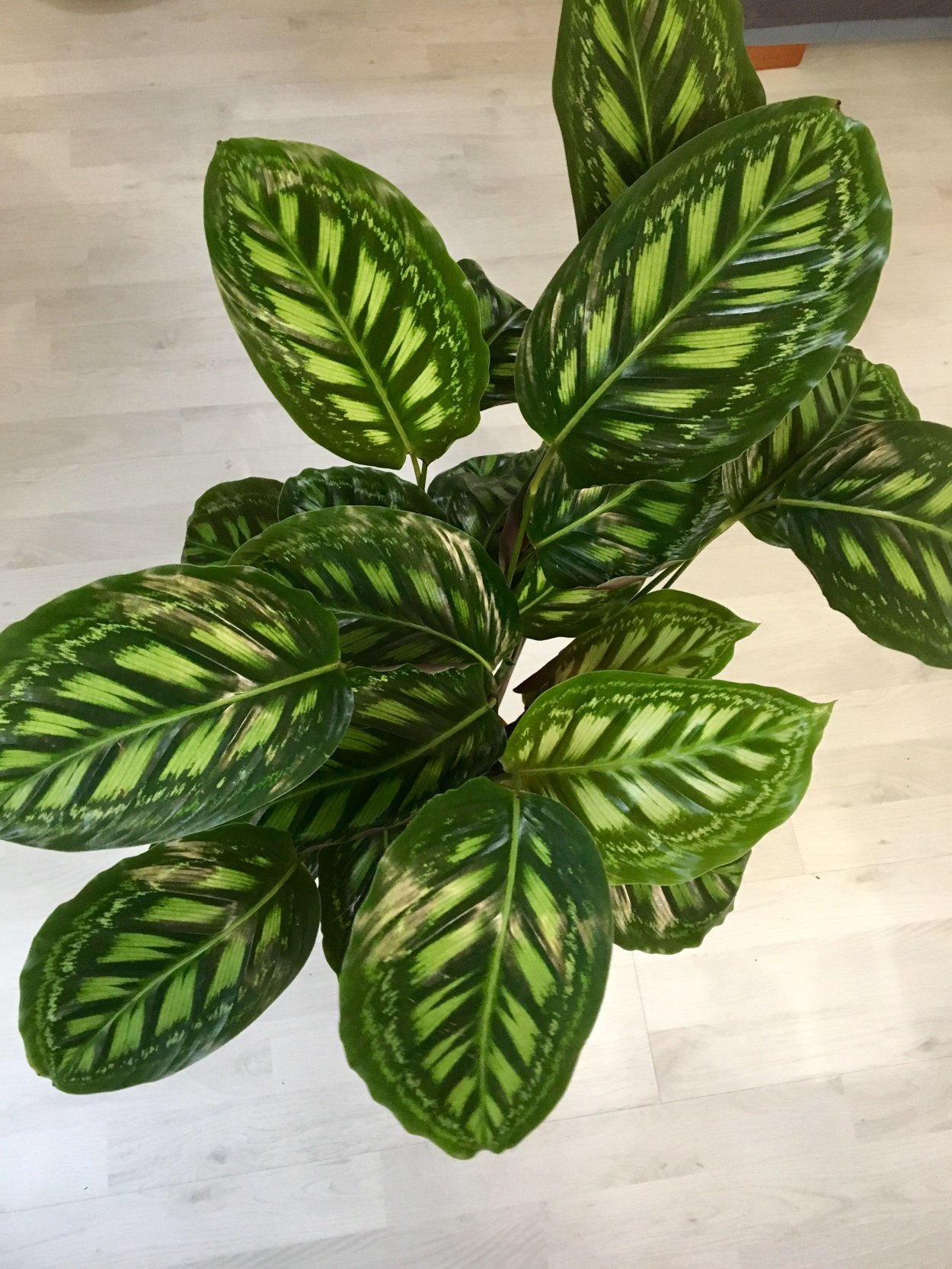 Калатея Лансифолия цветок