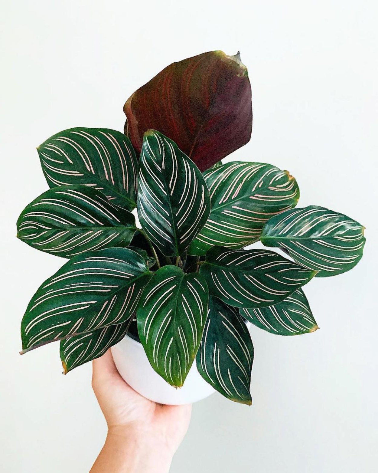 Калатея Тай Бьюти