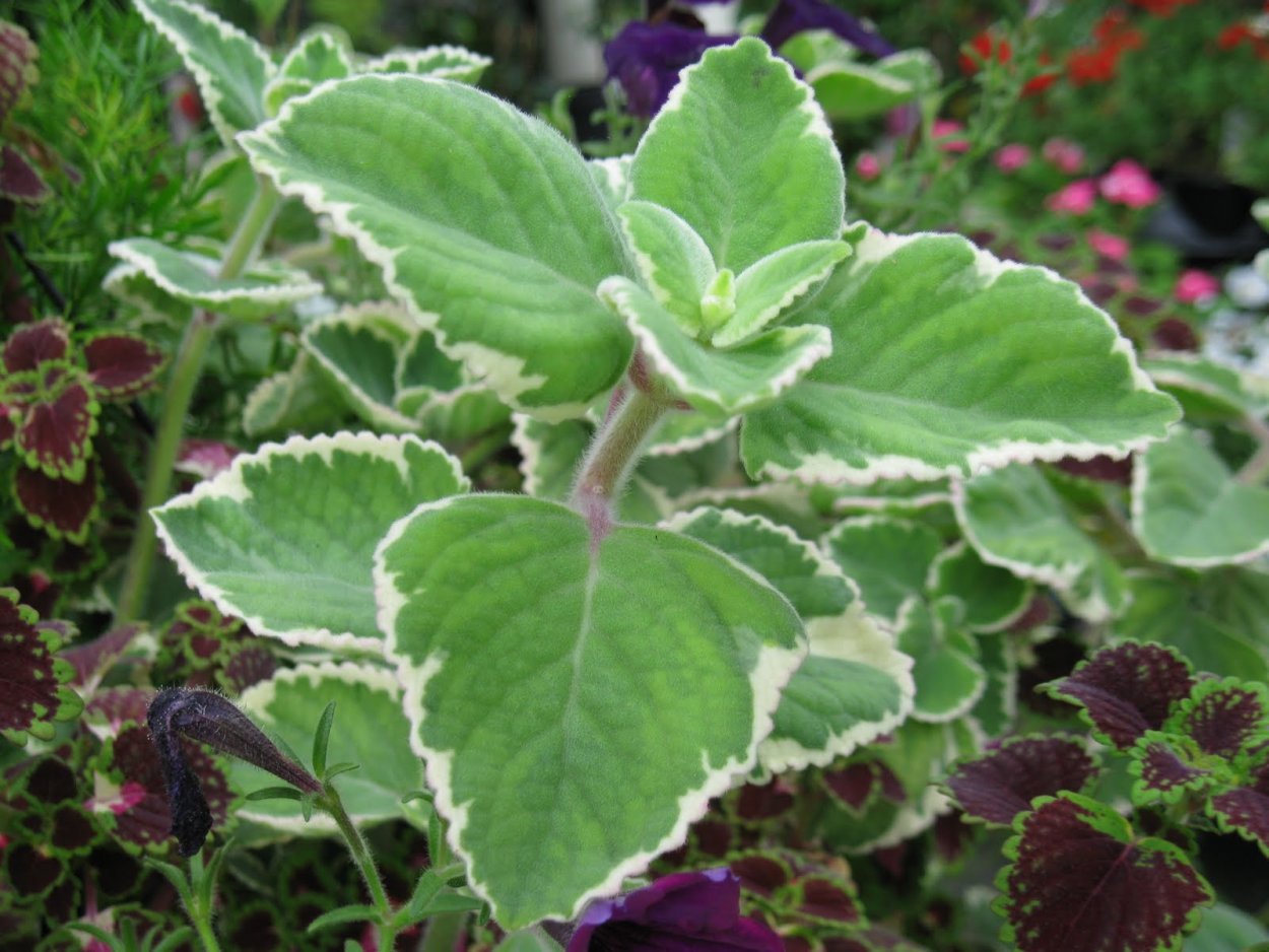 Комнатная мята