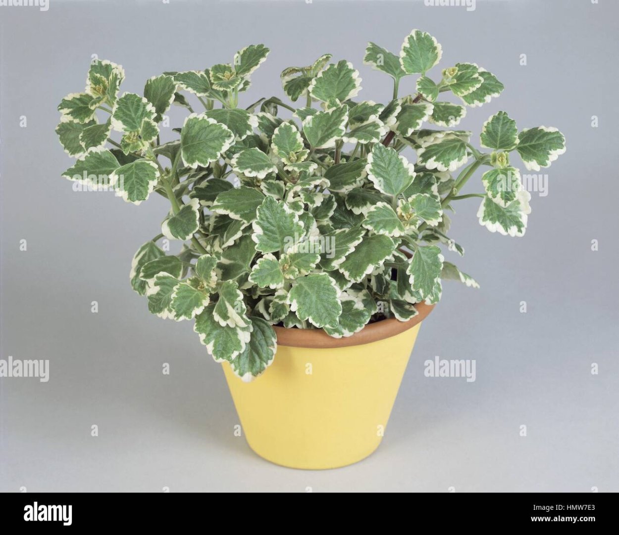 Плектрантус шпороцветник