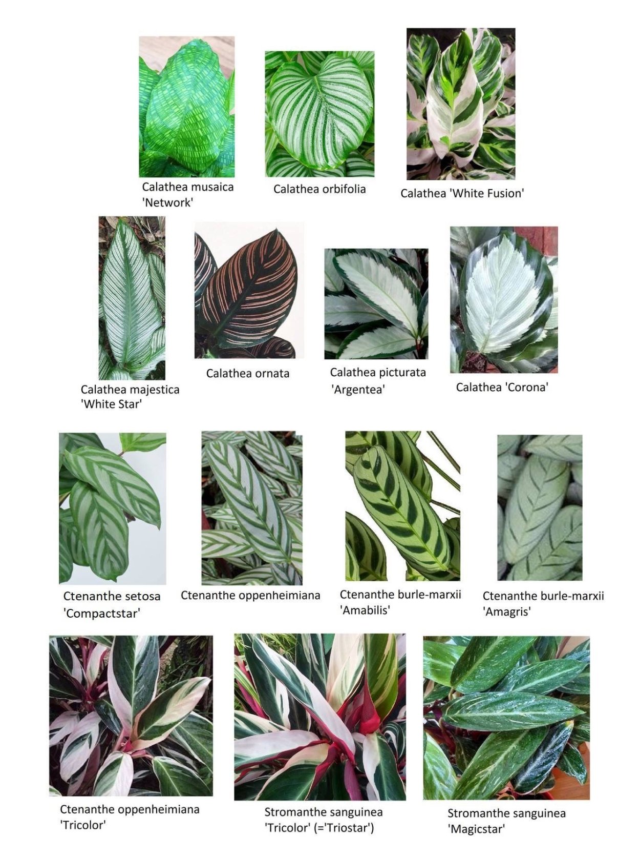 Калатея Пиктуратус