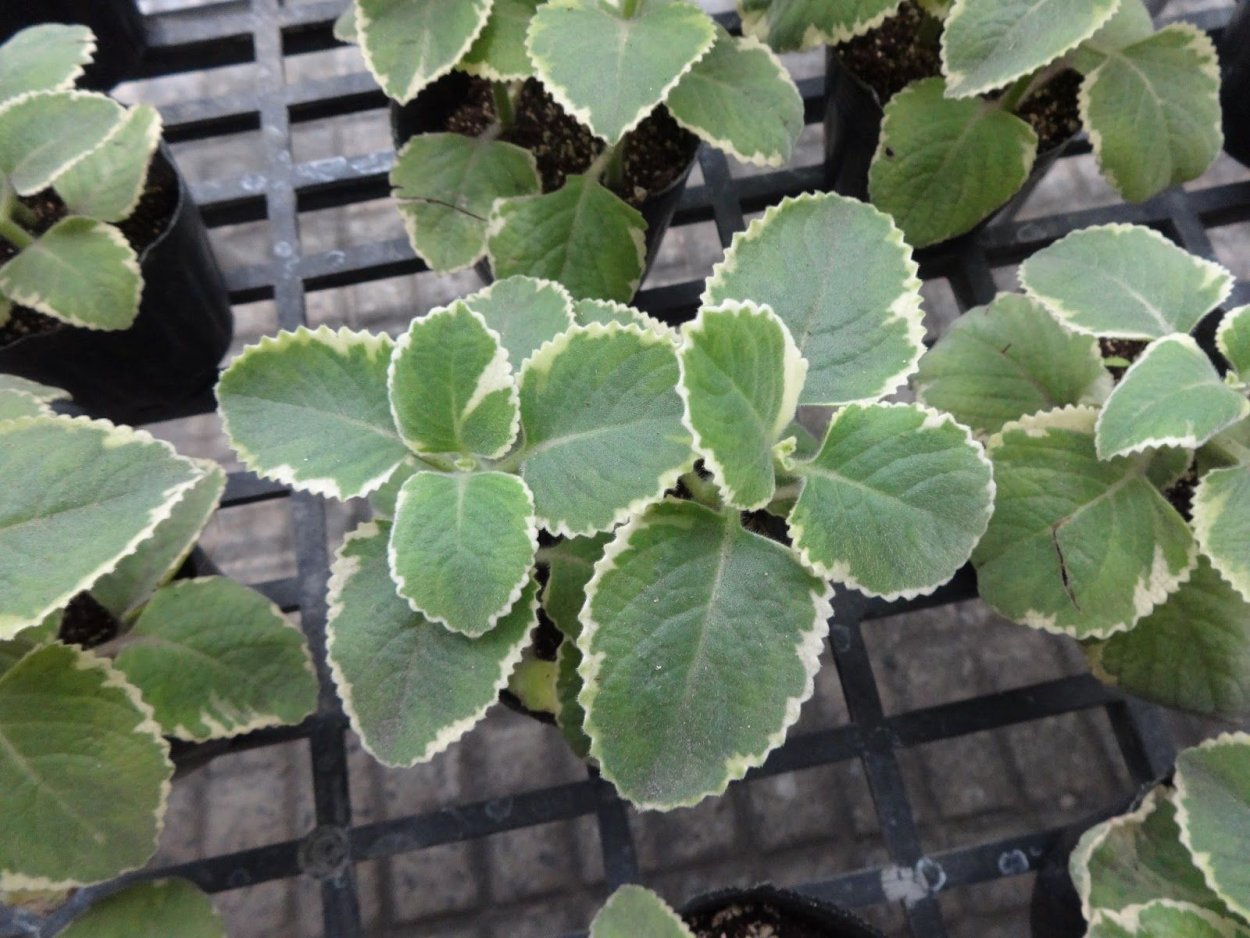 Плектрантус Cuban Oregano