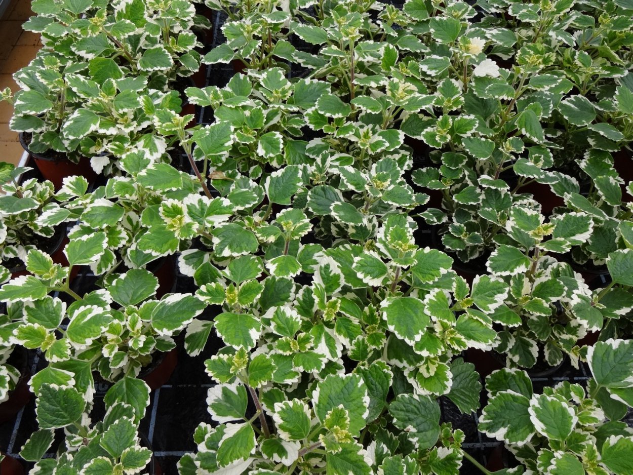 Плектрантус Эртендаля (мята)