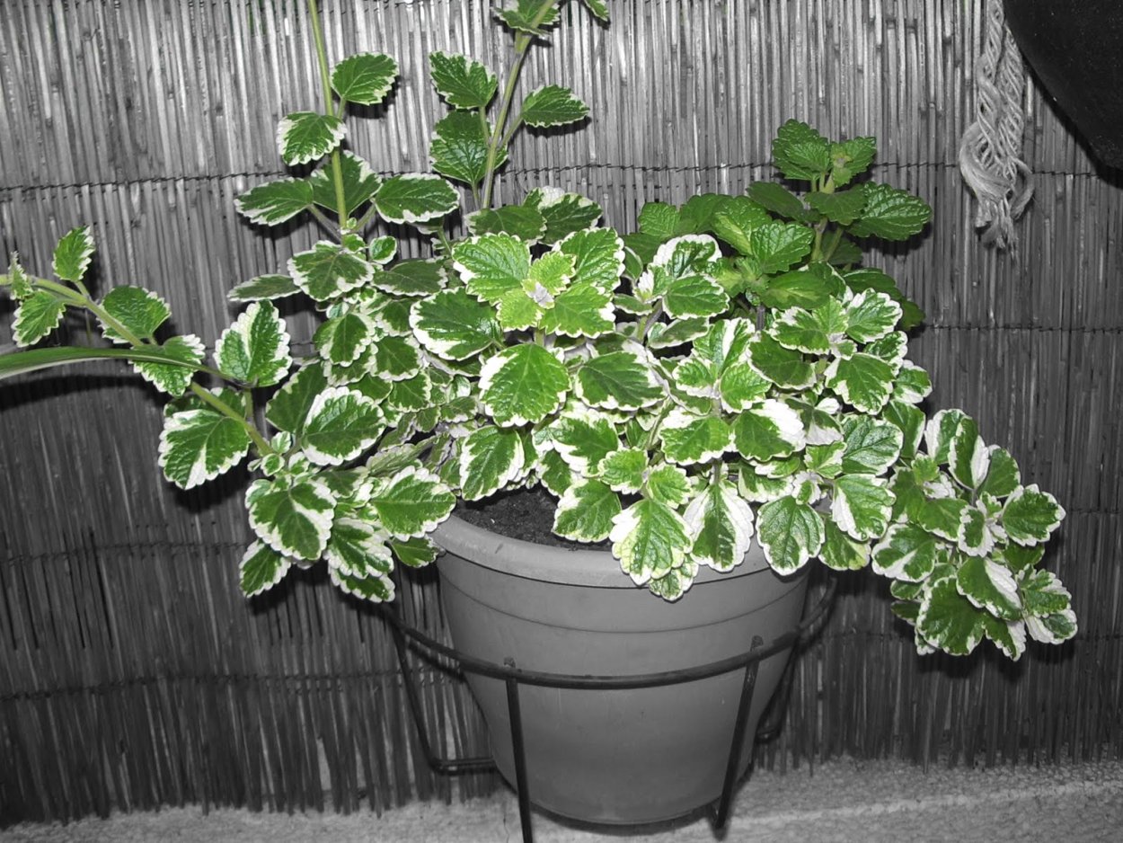 Плектрантус verticillatus