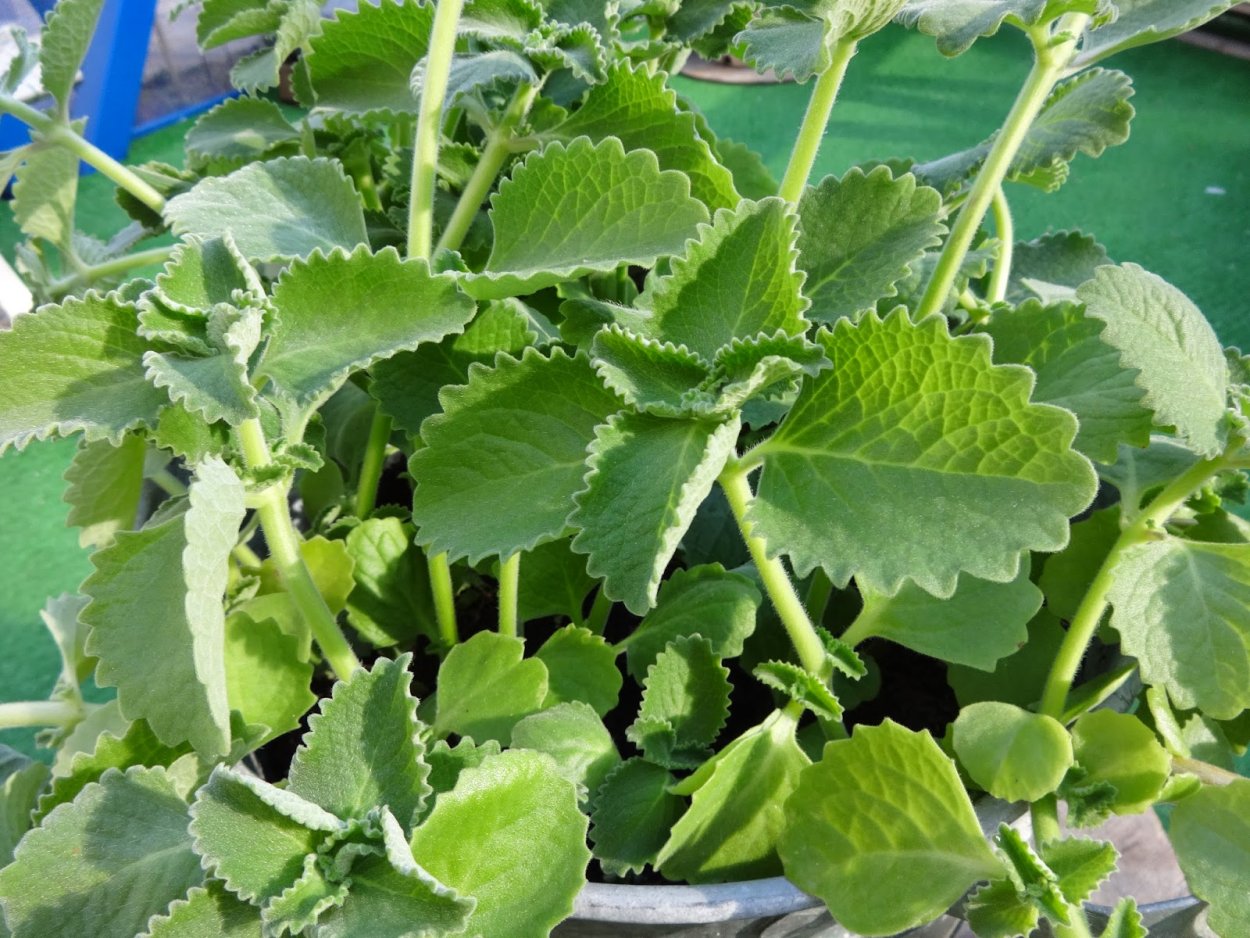 Плектрантус скутелларивидный